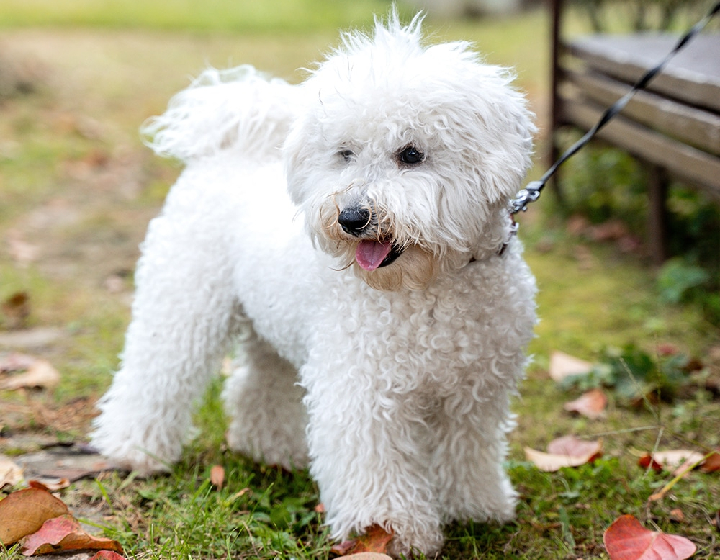 beagle seller mumbai